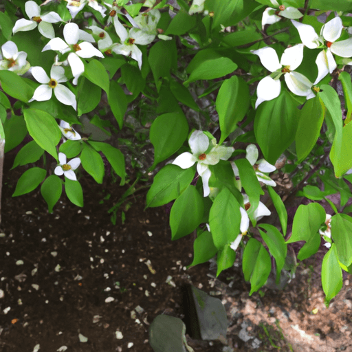 an image of a thriving gray dogwood shrub, showcasing its adaptability and resilience