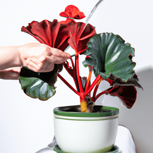 An image showcasing a vibrant begonia plant thriving in a well-lit room, surrounded by nutrient-rich, well-draining soil