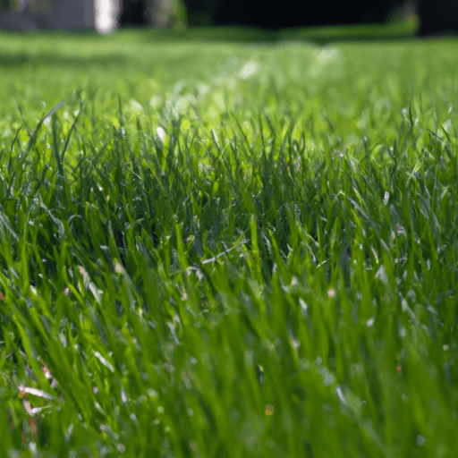 Buffalo Grass A Low Maintenance Native Option For Your Lawn Casa 