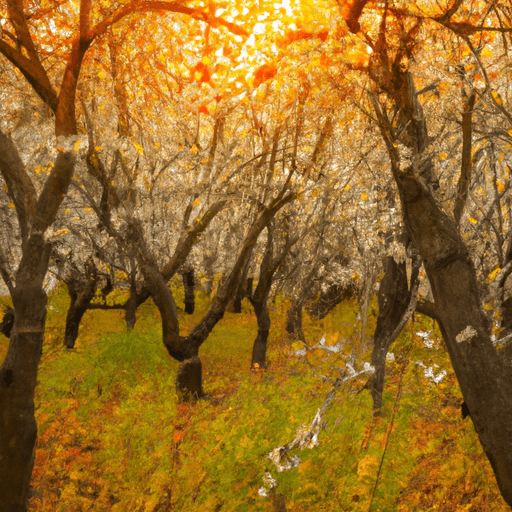 An image showcasing a flourishing almond orchard basking in the warm glow of the setting sun