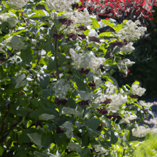 An image showcasing a vibrant Blackhaw Viburnum shrub standing tall in a well-tended garden