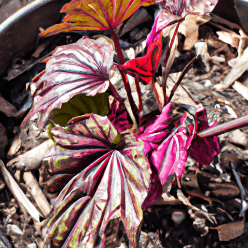 An image showcasing a thriving blood leaf plant nestled in a vibrant ceramic pot, its striking burgundy and green leaves glistening in the sunlight, surrounded by a bed of rich, well-drained soil
