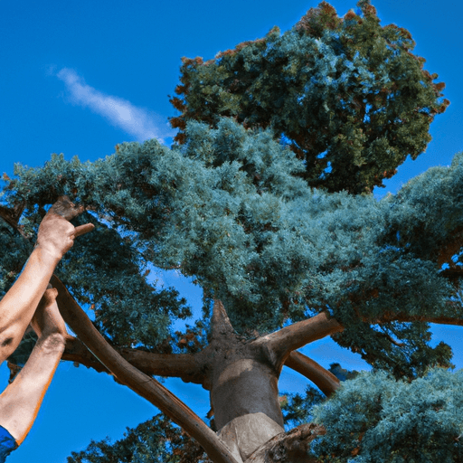 An image featuring a pair of well-manicured hands delicately pruning a vibrant Blue Atlas Cedar tree