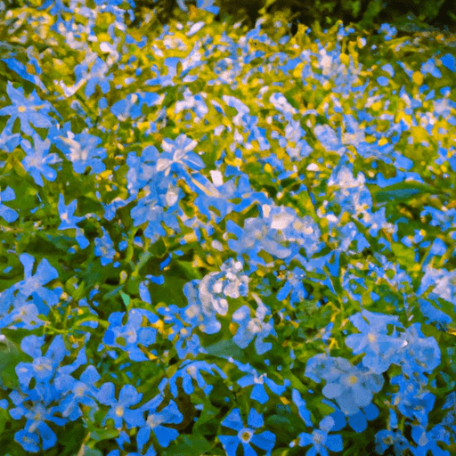 An image showcasing a lush, vibrant garden bed filled with a carpet of Blue Star Creeper