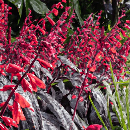 An image showcasing a lush garden bed filled with vibrant firespike plants