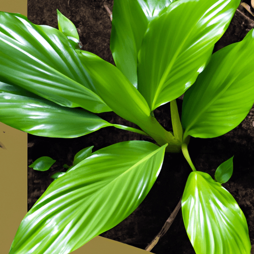 An image featuring a thriving Ginger Lily plant basking in dappled sunlight, its lush green leaves contrasting against the rich, well-drained soil