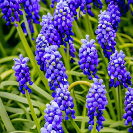 An image showcasing a vibrant cluster of Grape Hyacinth flowers in full bloom, surrounded by lush green foliage