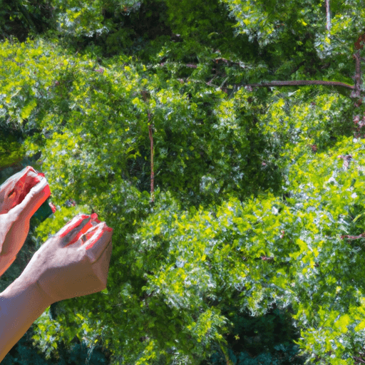 An image showcasing a pair of hands gently pruning the delicate branches of a vibrant Hinoki Cypress tree, bathed in warm sunlight against a backdrop of lush greenery