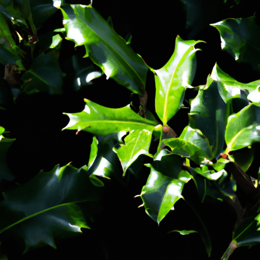 An image showcasing a close-up of vibrant, glossy, evergreen Inkberry Holly leaves, impeccably pruned into a neat, compact hedge, basking in dappled sunlight against a backdrop of contrasting dark, fertile soil