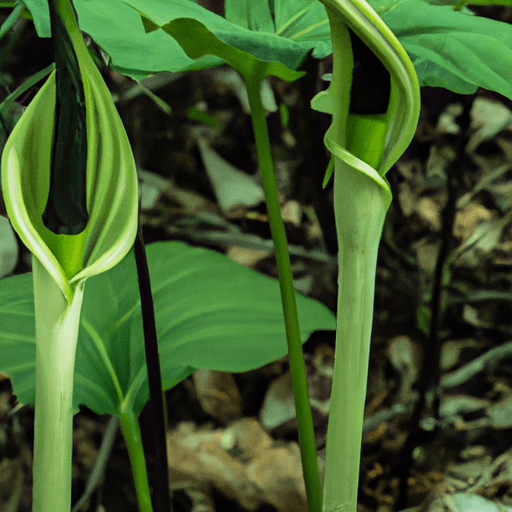 An image showcasing the vibrant world of Jack-in-the-Pulpit