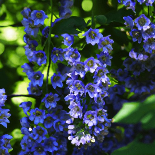 An image showcasing a vibrant cluster of Jacob's Ladder flowers, their delicate blue petals gently cascading down long, slender stems