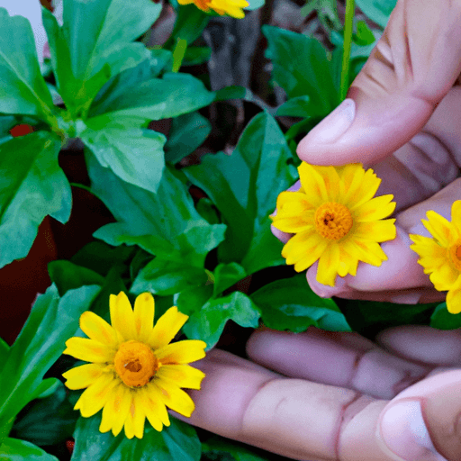 An image showcasing the vibrant, daisy-like blooms of Melampodium