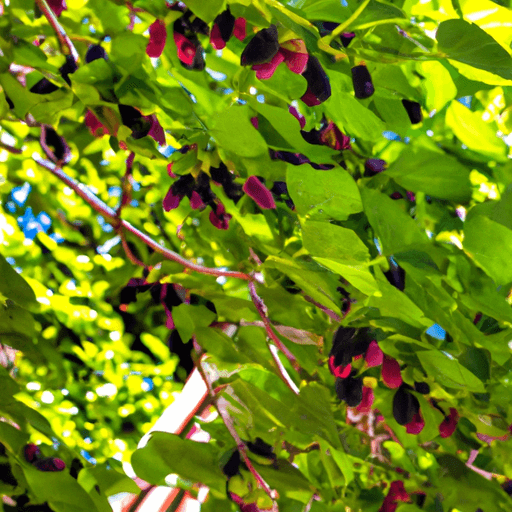An image showcasing the lush foliage of a mature mulberry tree, its branches heavy with succulent, deep purple berries, gently swaying in a warm breeze against a backdrop of a sunny garden