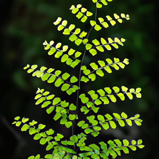 An image capturing the exquisite beauty of a healthy Northern Maidenhair Fern nestled in a dappled forest nook, showcasing its delicate fronds with intricately patterned leaflets and gracefully arching stems