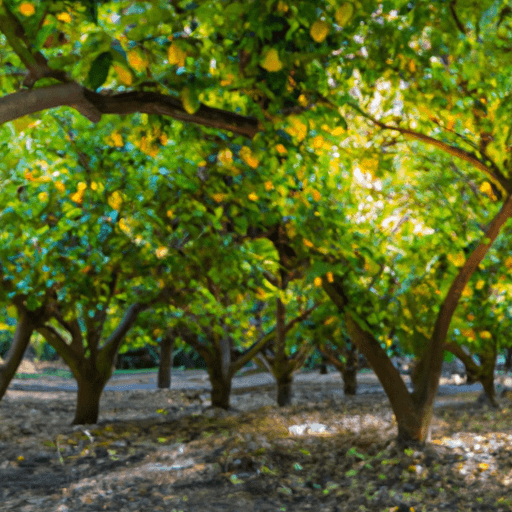 An image of a lush, sun-kissed orchard filled with towering, emerald-green trees bearing branches heavy with vibrant, golden pods