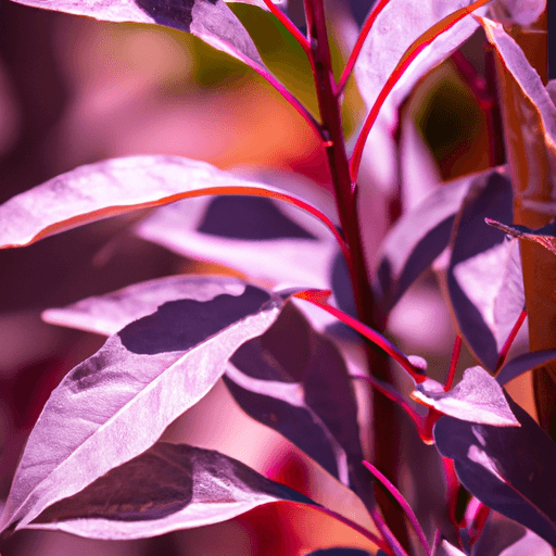 An image showcasing the vibrant purple foliage of a healthy Purple Leaf Sand Cherry plant, featuring close-up views of its delicate, serrated leaves and contrasting green stems, beautifully illuminated by soft sunlight
