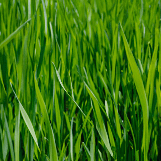An image showcasing a lush, green field of rye grass, carefully maintained and thriving