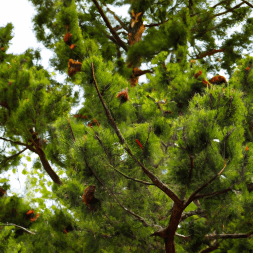 An image showcasing a well-maintained Stone Pine tree with lush, vibrant green foliage
