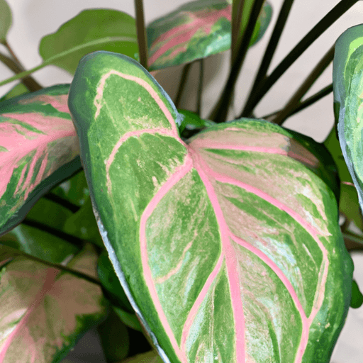 An image showcasing a lush, vibrant Strawberry Shake Philodendron plant, with its heart-shaped leaves displaying striking shades of pink, cream, and green