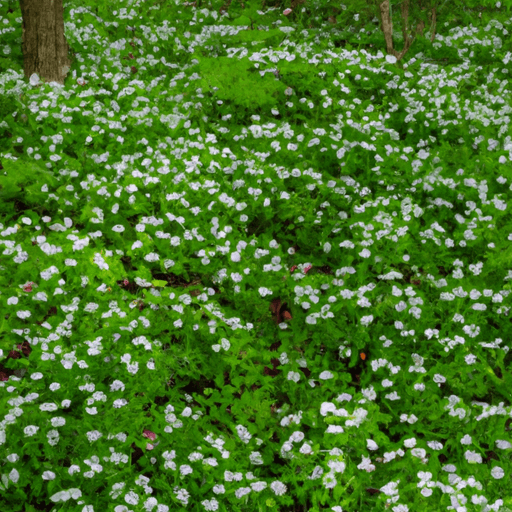 An image showcasing a lush, green carpet of Sweet Woodruff, effortlessly spreading its delicate white flowers amidst the dappled shade of towering trees, exuding a refreshing fragrance that enlivens the senses