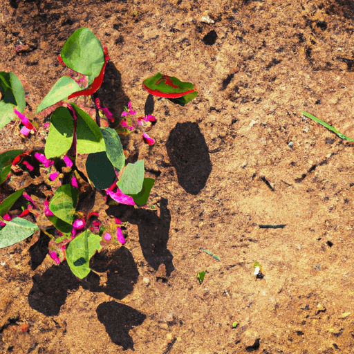 An image showcasing a vibrant Coral Bean plant thriving in a sunny spot, surrounded by well-drained sandy soil, receiving moderate watering