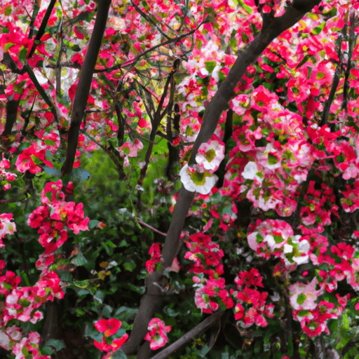 E showcasing a vibrant Japanese Quince shrub in full bloom, adorned with numerous delicate pink and white flowers against a backdrop of glossy dark green leaves