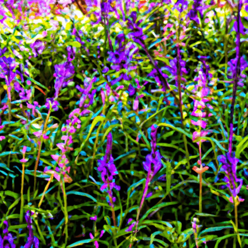 An image showcasing a lush garden bed filled with vibrant, aromatic Salvia plants of various colors and heights