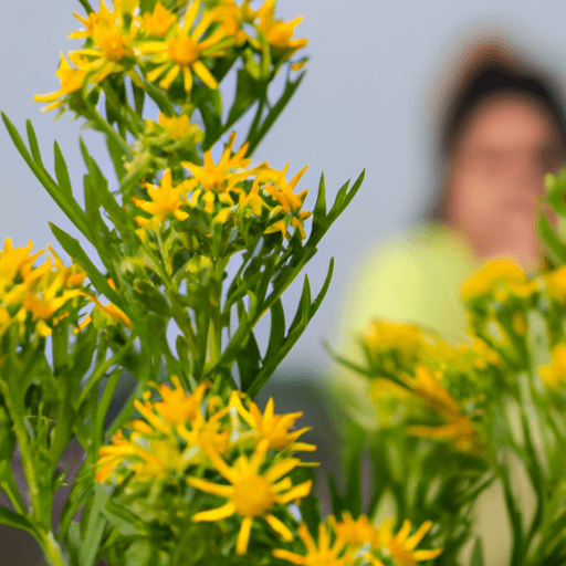 An image capturing the menace of ragweed by showcasing a close-up shot of its distinctive serrated leaves, adorned with vibrant yellow flowers, against a blurred background of a person sneezing and rubbing their itchy eyes