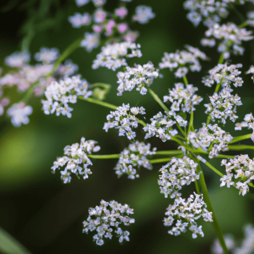 An image showcasing a close-up of a poison hemlock plant, with its distinct umbrella-shaped clusters of small white flowers, against a blurred background