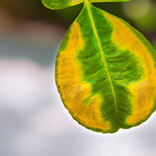 An image showcasing a lemon tree leaf with distinct curling caused by factors like nutrient deficiencies, pests, or overwatering