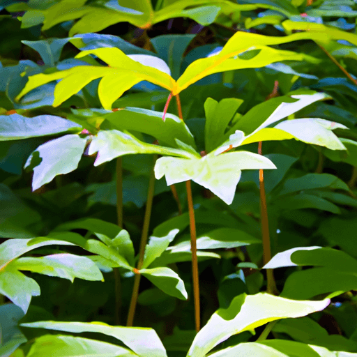 An image showcasing the exquisite foliage of the Mayapple, a shade-loving perennial
