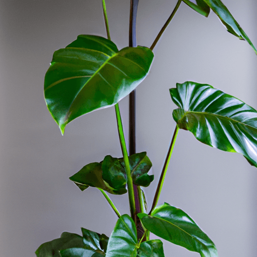 An image showcasing a lush Philodendron Florida Green thriving in a well-lit room, displaying vibrant glossy leaves with prominent splits, supported by a moss pole for optimal growth