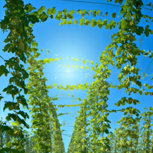 An image showcasing rows of thriving hop plants basking in ample sunlight, with rich, fertile soil beneath their well-established root systems