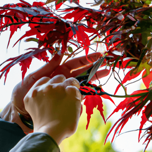 An image showcasing a pair of skilled hands delicately pruning a vibrant, crimson Japanese maple tree