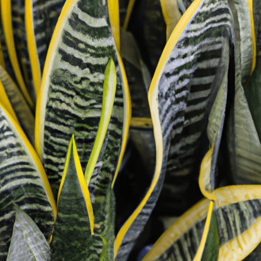 An image showcasing a vibrant collection of Snake Plant cultivars