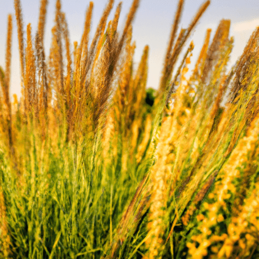 An image capturing the beauty of a well-maintained switchgrass field, showcasing its vibrant emerald-green foliage gently swaying in the breeze, surrounded by a backdrop of golden sunlight and a clear blue sky
