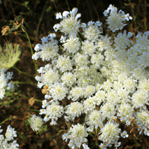An image showcasing a vibrant Queen Anne's Lace plant basking in the sunlight, its delicate, lacy white flowers standing tall amidst rich, well-drained soil