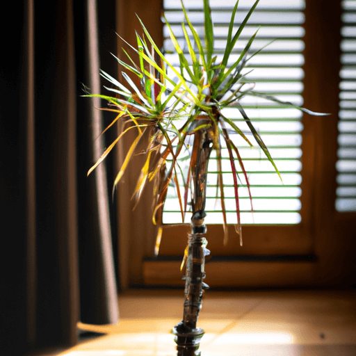 An image showcasing a thriving yucca plant in a well-lit room with a sun-drenched window, highlighting its lush green leaves, sturdy trunk, and a decorative pot with well-draining soil