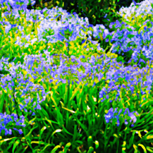A visually stunning image of a lush garden bed filled with vibrant Agapanthus flowers in various hues of blue and white, surrounded by healthy green foliage