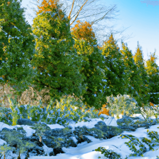 An image of a snowy garden bed with rows of vibrant green winter vegetables, such as kale, carrots, and Brussels sprouts, surrounded by frost-kissed evergreen trees and a clear blue sky