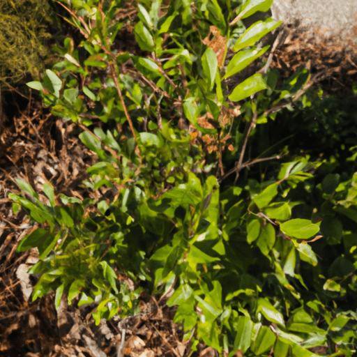 An image showcasing a healthy Xylosma plant thriving in a well-drained soil, with glossy dark green leaves, reaching a height of 6 feet, and basking in dappled sunlight